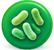 Leptadenia